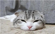猫叫完就趴下是为什么呢
