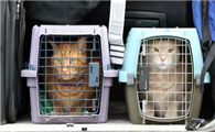江苏坐飞机宠物猫怎么托运的