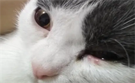 猫咪眼睑肿了应该怎么办啊