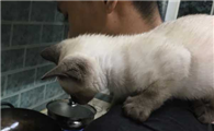 猫咪为什么爬到人肩膀上啊