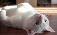 猫为什么会有钩虫呢