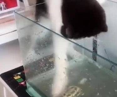 主人成天陪乌龟,猫气得用猫爪挠它,十秒后,喵:龟哥,你先松嘴 主人成天陪乌龟,猫气得用猫爪挠它,十秒后,喵:龟哥,你先松嘴