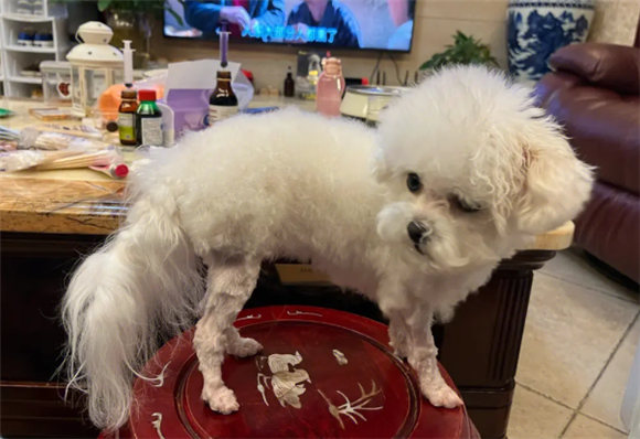 比熊狗狗皮肤病不长毛了怎么办 比熊狗狗皮肤病不长毛了怎么办