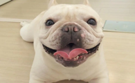 狗狗为什么拍照片那么丑