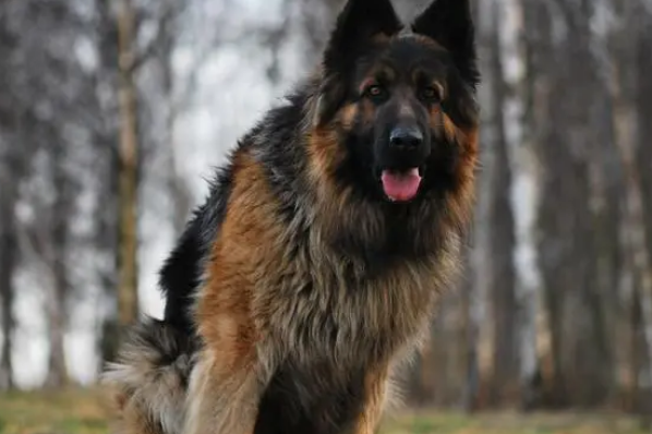 一种需要特别关注的饲养挑战——黑背犬 一种需要特别关注的饲养挑战——黑背犬
