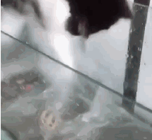 主人成天陪乌龟，猫气得用猫爪挠它，十秒后，喵：龟哥，你先松嘴