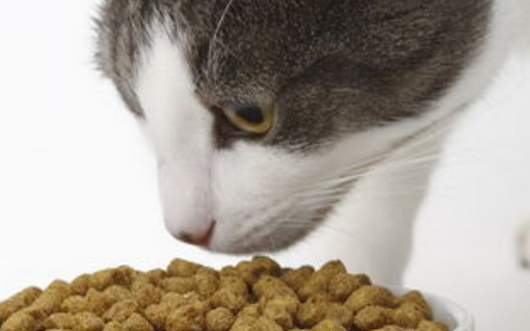 喜哆哩猫粮好不好 喜哆哩猫粮好不好