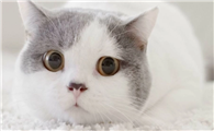 猫咪为什么不在乎人呢