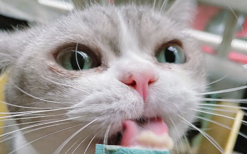 优培滋猫条好不好啊? 优培滋猫条好不好啊?