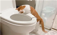 怎么样让猫咪上马桶呢？