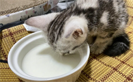 猫咪为什么会吃人奶呢