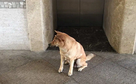 为什么狗狗总在电梯尿