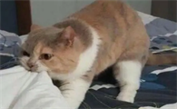 猫咪为什么不舍得睡觉呢