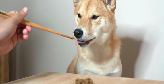 柴犬狗粮哪个牌子的品质好啊 柴犬狗粮哪个牌子的品质好啊