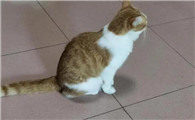 猫后腿蹲着不动是什么原因