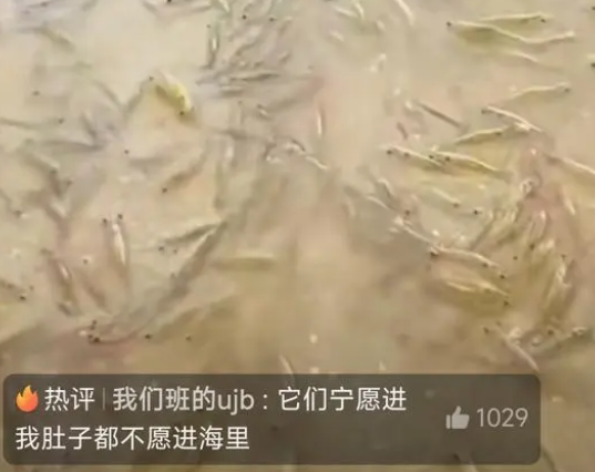 一海滩突然涌现大量海虾，网友：这些海虾是有预感到了吗