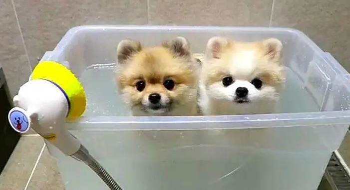博美犬多久洗一次澡最好 博美犬多久洗一次澡最好