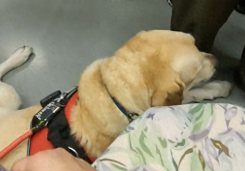 导盲犬坐南京地铁全记录,工作人员接力服务 导盲犬坐南京地铁全记录,工作人员接力服务