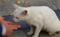 如何寻找走丢的猫咪呢