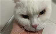 小猫眼屎多怎么办啊