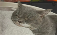 猫咪为什么在你头上睡觉