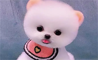 狗狗多大打第一针疫苗每针隔多久
