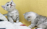 美短和银渐层配出来的是什么品种的猫