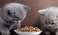 怎么样才能让猫吃得多一点呢