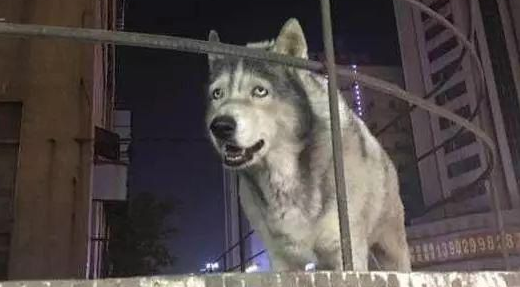 老哈士奇靠轮椅外出，曾有路人建议安乐死