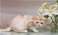 百合对猫有毒不