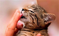 猫为什么会给人舔手心