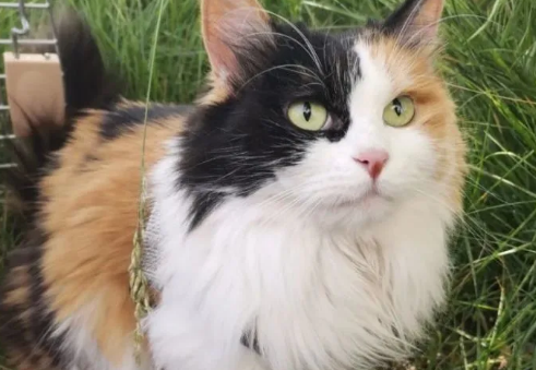 三毛猫公猫稀有吗
