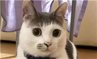 猫咪为什么叫的很惨呢怎么回事