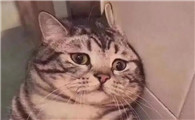 猫很能忍受痛苦吗