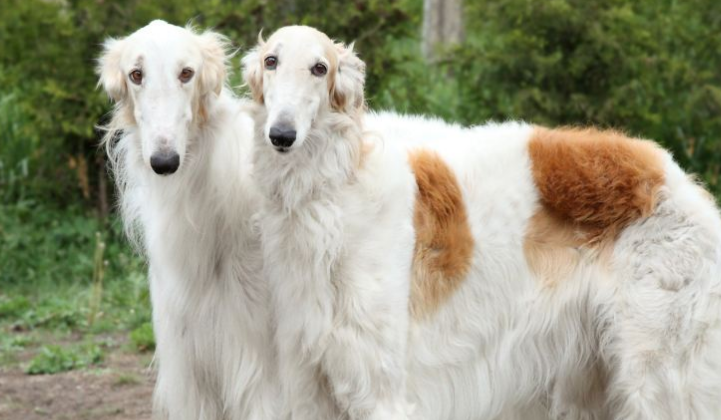 苏俄牧羊犬介绍! 苏俄牧羊犬介绍!