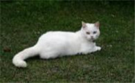 猫咪在你面前喝水是为什么呢