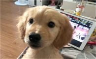 黄金猎犬是金毛吗？黄金拾猎犬饲养方法是什么