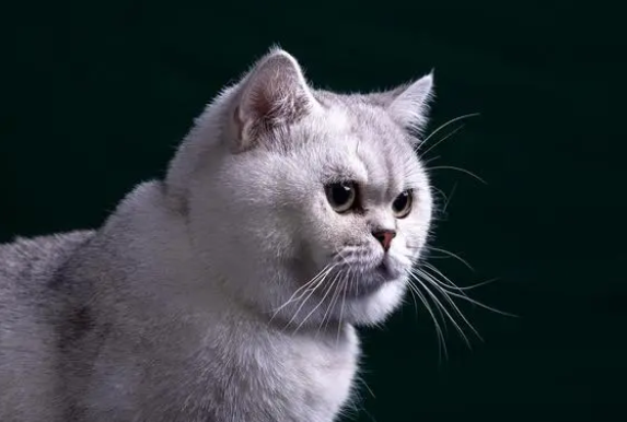 金点猫的特征优点和缺点 金点猫的特征优点和缺点