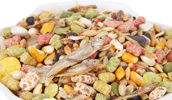 征郑仓鼠粮好不好?喂食要注意什么? 征郑仓鼠粮好不好?喂食要注意什么?
