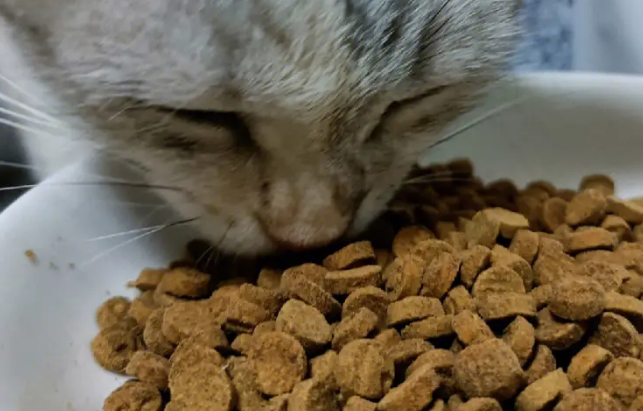 思霖仕猫粮：一款注重营养配比的优质猫粮！