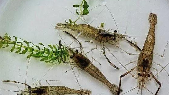 淡水虾怎么养?四种常见淡水虾的养殖技术大全 淡水虾怎么养?四种常见淡水虾的养殖技术大全