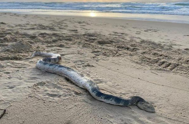 澳大利亚海滩发现剧毒海蛇，专业人士警告