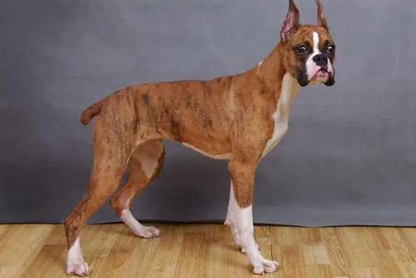 拳师犬好养吗养的人多吗