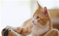 猫咪为什么老想去外面玩呢