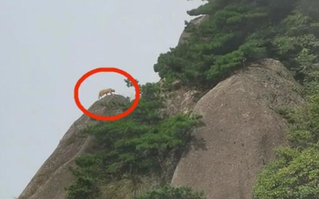 游客在黄山拍到珍稀动物云豹？景区：当地曾有云豹