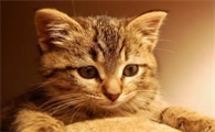 猫咪的寿命有多长时间