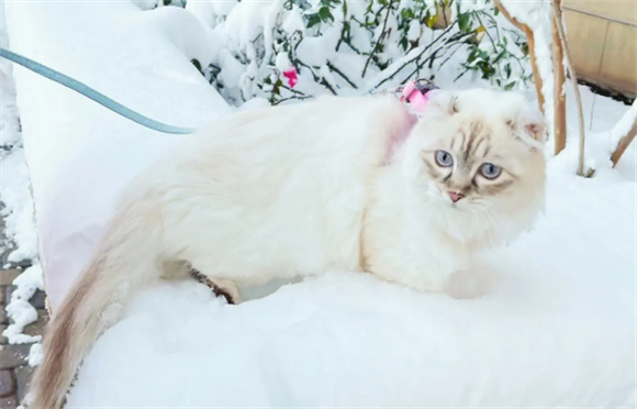 踏雪猫有什么特点(为什么现在的四蹄踏雪猫这么贵)