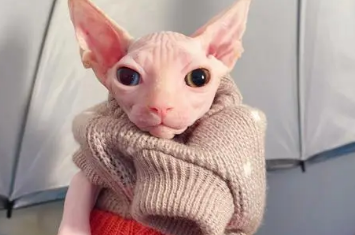 比鲁斯猫好养活吗？来这了解一下！