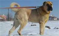 国内坎高犬幼犬价格