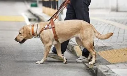 什么是导盲犬?为什么“首选”拉布拉多? 什么是导盲犬?为什么“首选”拉布拉多?